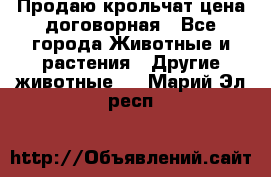 Продаю крольчат цена договорная - Все города Животные и растения » Другие животные   . Марий Эл респ.